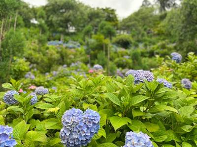善峰寺の紫陽花