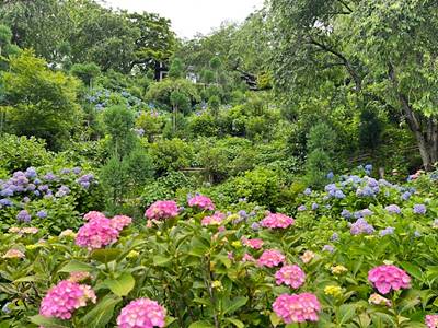 善峰寺の紫陽花