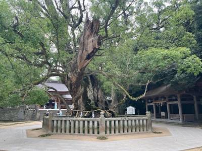 楠