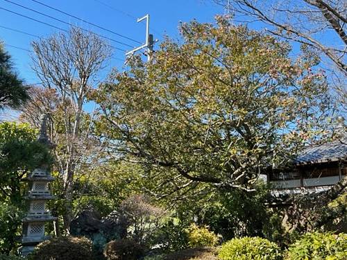 東福寺龍眠庵の椿