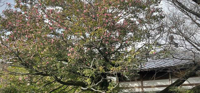 東福寺龍眠庵の有楽斎椿